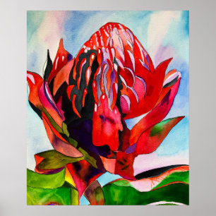 Waratah Australian, ursprungsblommans vattenfärg Poster