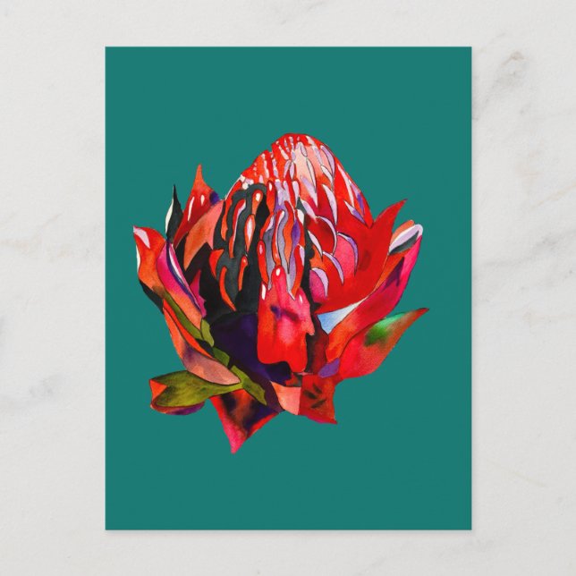 Waratah Australian, ursprungsblommans vattenfärg Vykort (Framsida)