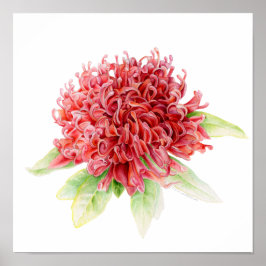 Waratah botaniska bra konturvattenfärg poster utsk