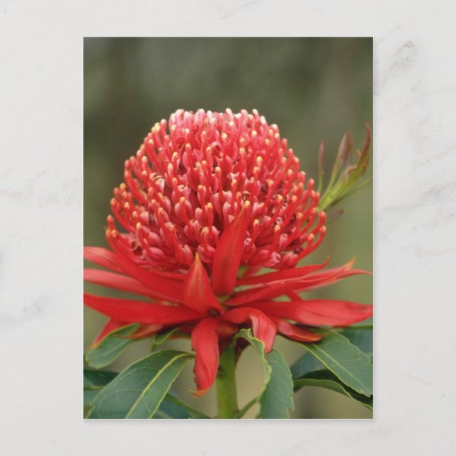 Waratah in bloom, Australiska blommor Vykort (Framsida)