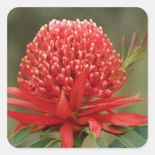 Waratah in bloom, blommor från Australien Fyrkantigt Klistermärke