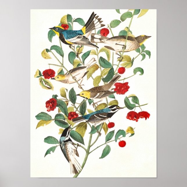 Warbler av John James Audubon Poster (Framsidan)