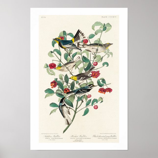 Warbler by Audubon Poster (Framsidan)