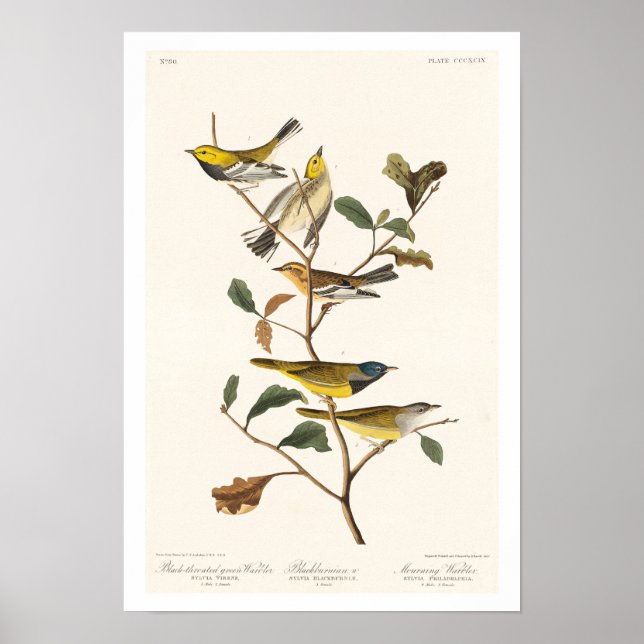 Warbler by Audubon Poster (Framsidan)
