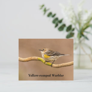 Warbler för gult-rumpad vykort