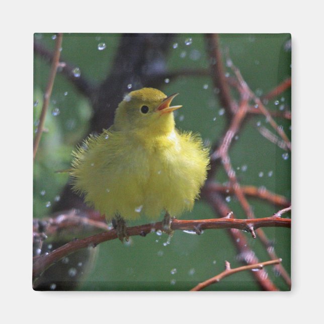 Warbler Magnet (Framsidan)