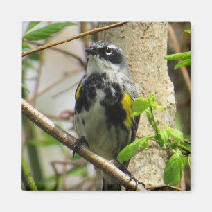 Warbler Magnet, gult-rumpen Magnet