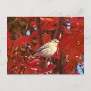 Warbler med gult vykort