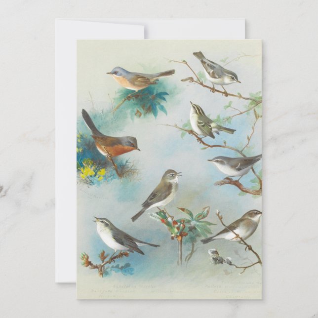 Warbler och Wrens (Framsida)