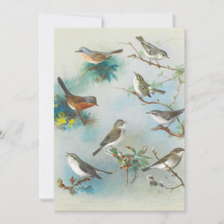 Warbler och Wrens