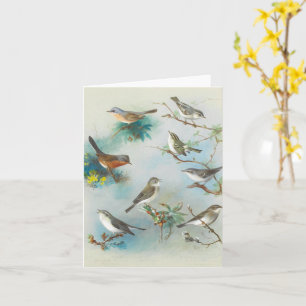 Warbler och Wrens Kort