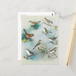 Warbler och Wrens Vykort
