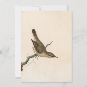 Warbler Reed Wren William Lewin