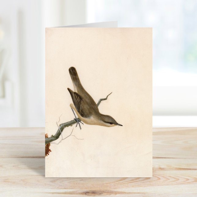 Warbler Reed Wren | William Lewin Kort (Skapare uppladdad)