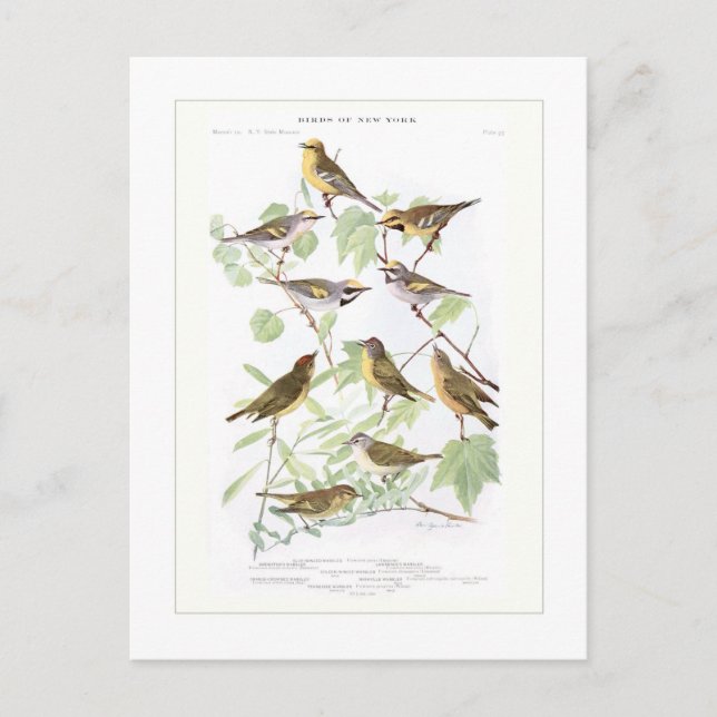 Warblers Vykort (Framsida)