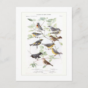 Warblers Vykort