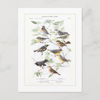 Warblers Vykort