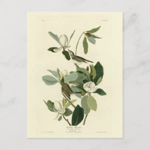 Warbling Flycatcher Vireo Audubon Birds of America Vykort