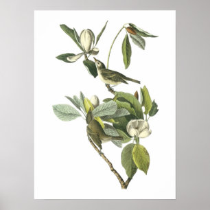 Warbling Vireo av Audubon Poster