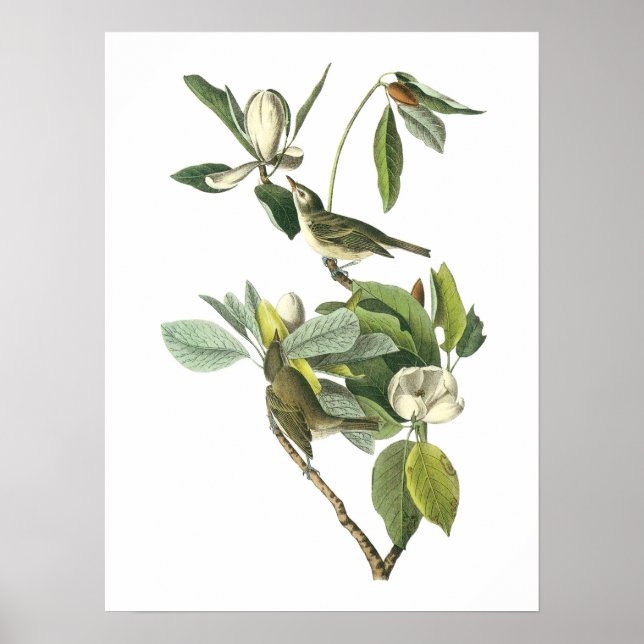 Warbling Vireo av Audubon Poster (Framsidan)