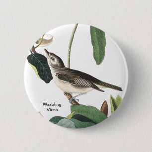 Warbling Vireo John James Audubon Fågelskådare B Knapp