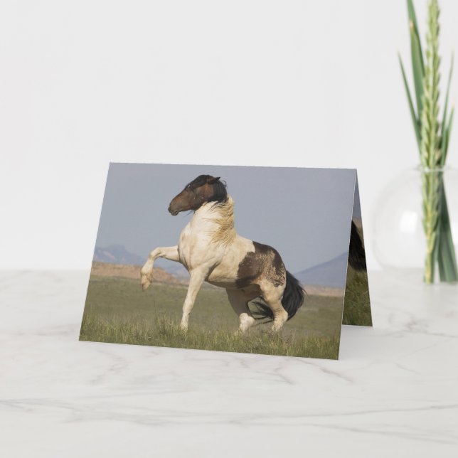 Warbonnet's Challenge Vild Horse Greeting Card Kort (Framsida)