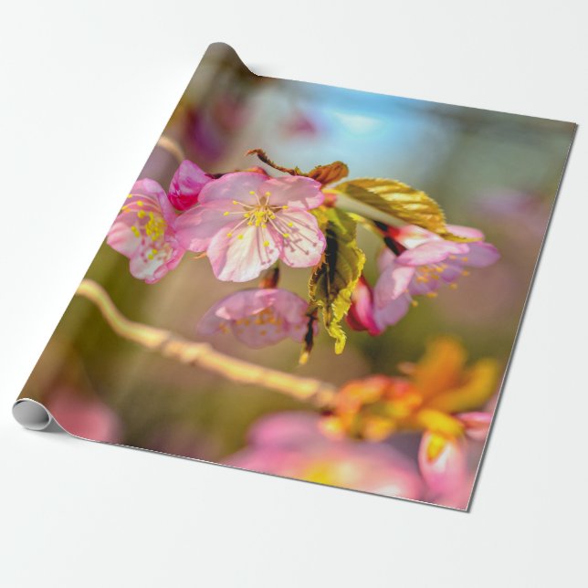 Warm Färg i Sakurablommor i Vår Presentpapper (Utrullad)