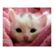 Warm Kitten i en Blanket