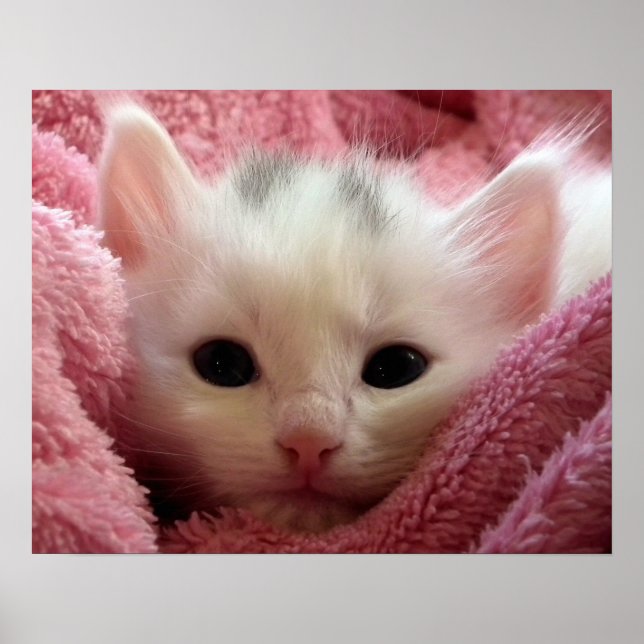 Warm Kitten i en Blanket Poster (Framsidan)