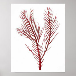 Warm Red Sea Coral No.10 Beach Wall Art Print Poster
