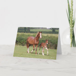 Warmblod Mare och Foal Walking Together Kort
