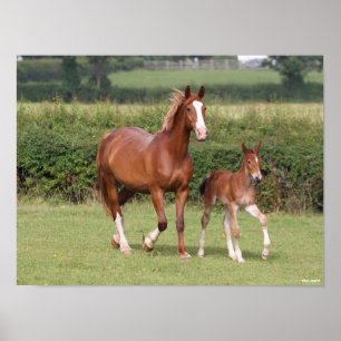 Warmblod Mare och Foal Walking Together Poster