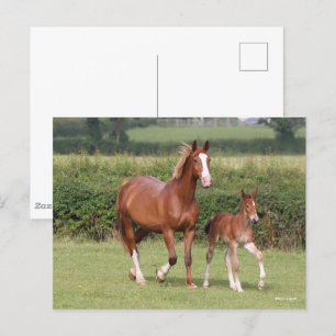Warmblod Mare och Foal Walking Together Vykort