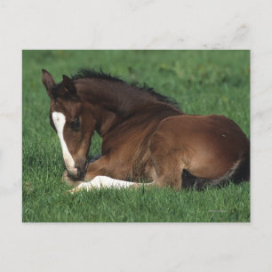 Warmblodsfolie nedlagd vykort