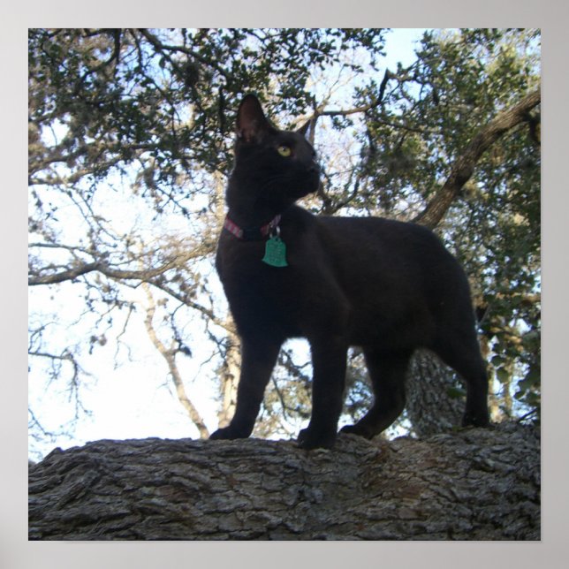 Warrior Cat Poster (Framsidan)