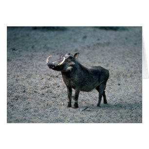 Warthog - Big Boar Hälsningskort