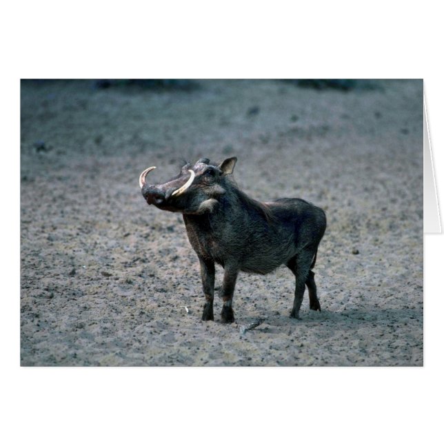 Warthog - Big Boar Hälsningskort (Framsidan Horizontal)