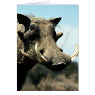 Warthog Close-Up Hälsningskort