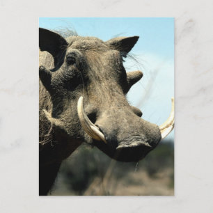 Warthog Close-Up Vykort