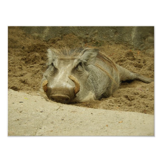 Warthog Fototryck (Framsidan)