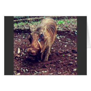 Warthog i Kenya Hälsningskort