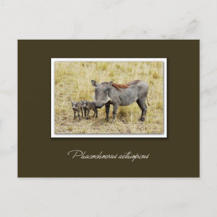 Warthog med smågrisar safari-vykort vykort