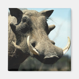 Warthog närbild magnet