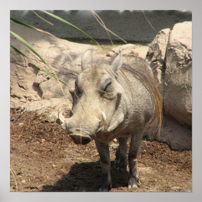 Warthog Poster (Framsidan)