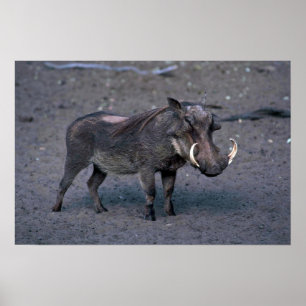 Warthog - stor galt poster