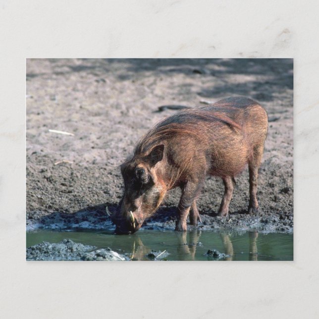 Warthog Vykort (Framsida)