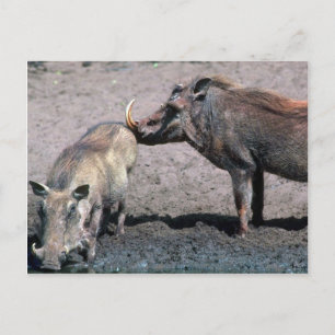 Warthogs - Boar (höger) och Sow (lämnat) Vykort