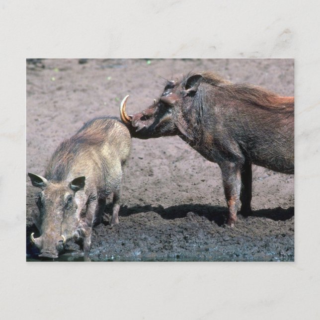 Warthogs - Boar (höger) och Sow (lämnat) Vykort (Framsida)