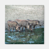 Warthogs