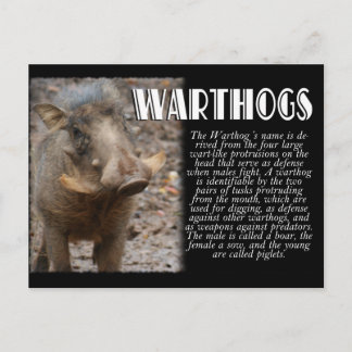 WARTHOGS med beskrivning Vykort